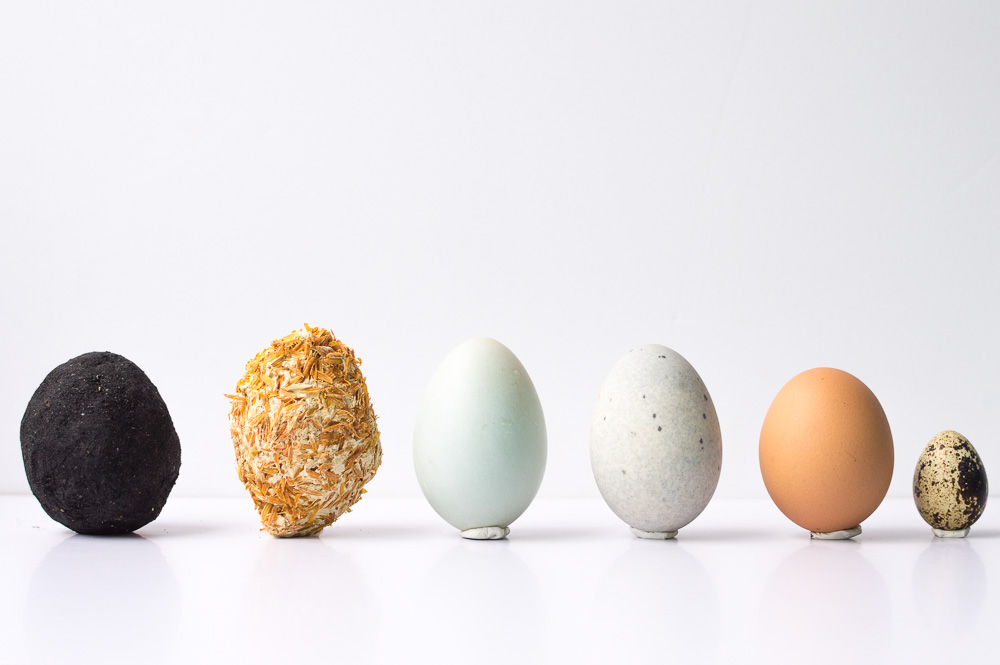 Egg's lab-funnelogychannel-all kinds