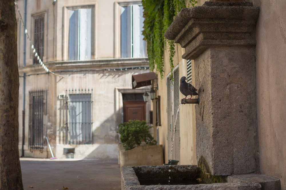 Pastis-apt pigeon