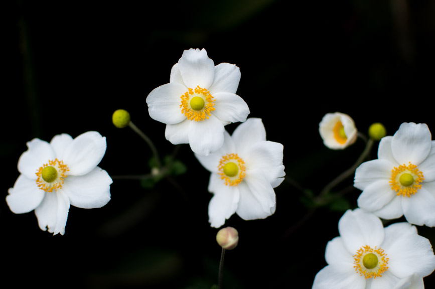 Pavlova flowers