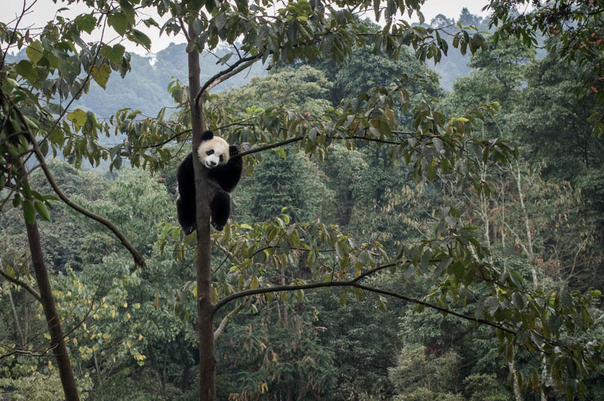 china panda