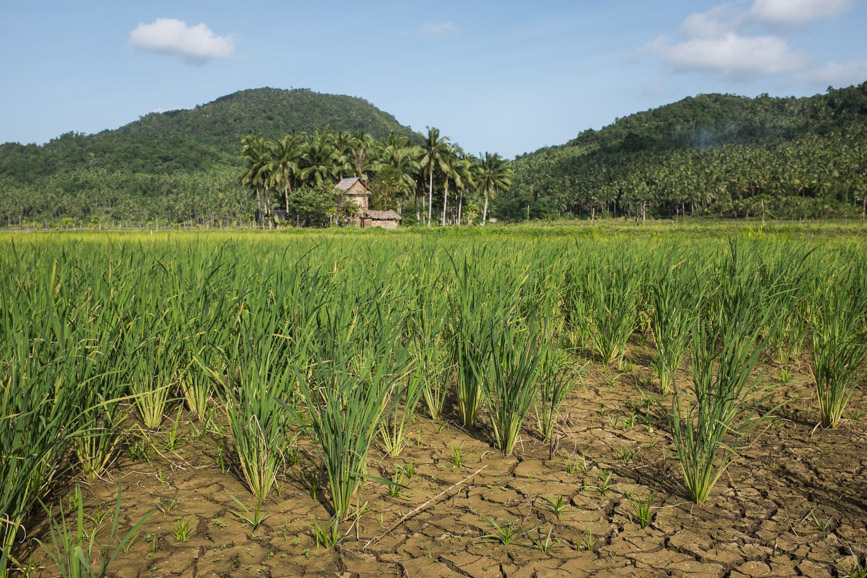 dapa-rice paddies