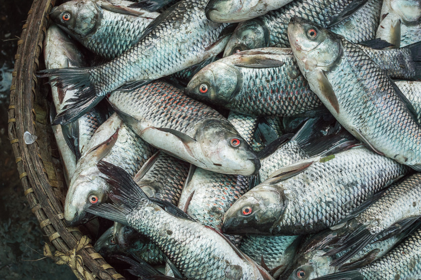 fish basket