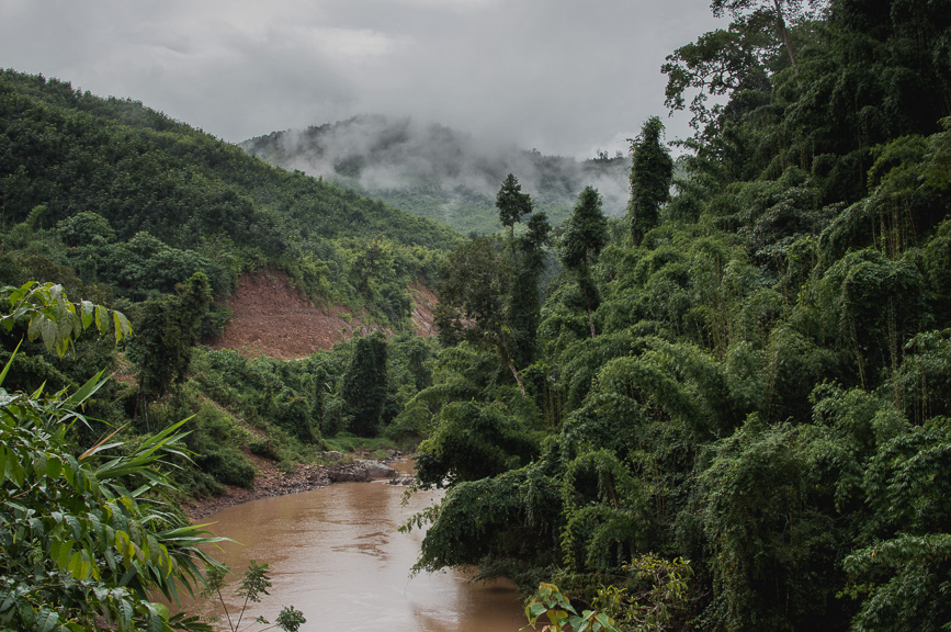 jungle papaya river