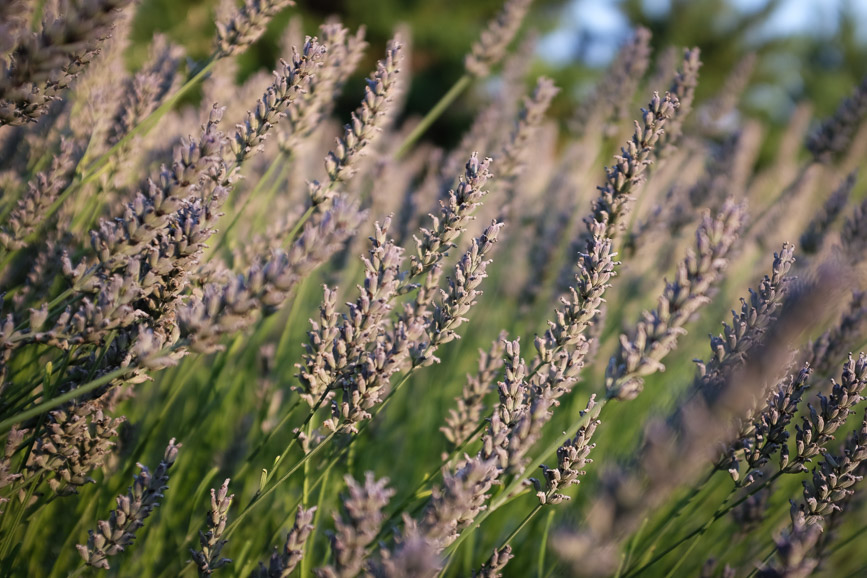 lavender lemon sunset