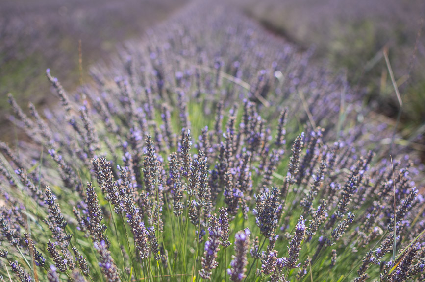 lavender lemon