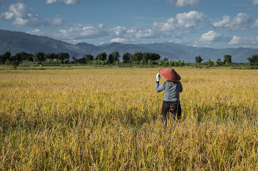 red hat rice paddy