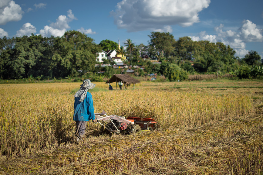 stupa rice paddy